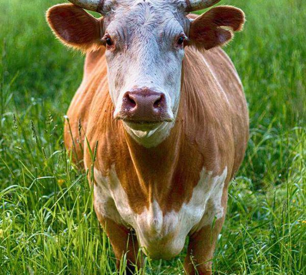 Farm-to-Table Deliveries